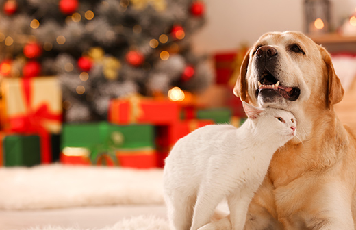 Des idées de cadeaux pour vos chiens et chats. Des idées de cadeaux pour vos chiens et chats.